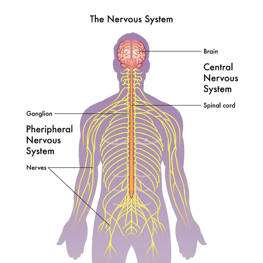 Beyond the Ache: The Science of Bio-NeuroModulation™